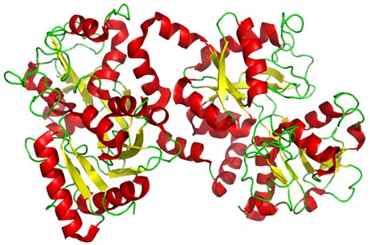 Proteína lactoferrina salival