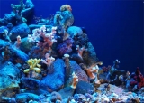 Viaje al fondo del mar en busca de nuevos compuestos biolgicos