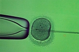 Anunciaron la creación de embriones humanos sintéticos
